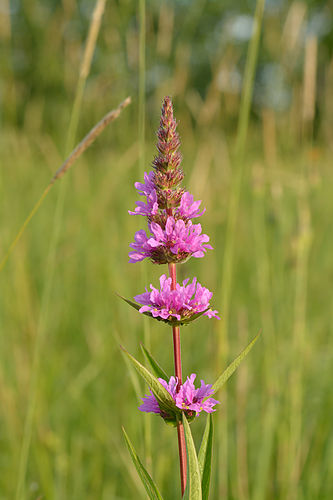 Lythrum salicaria